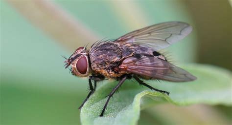 Cluster flies: Noisy but harmless .